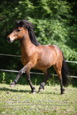 Pony