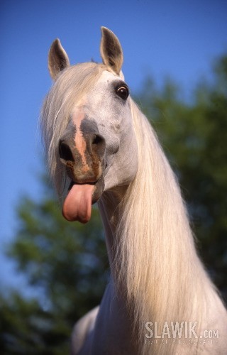 Obrazek